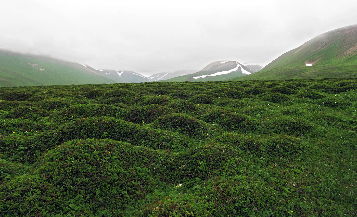 Остров Беринга, image of landscape/habitat.