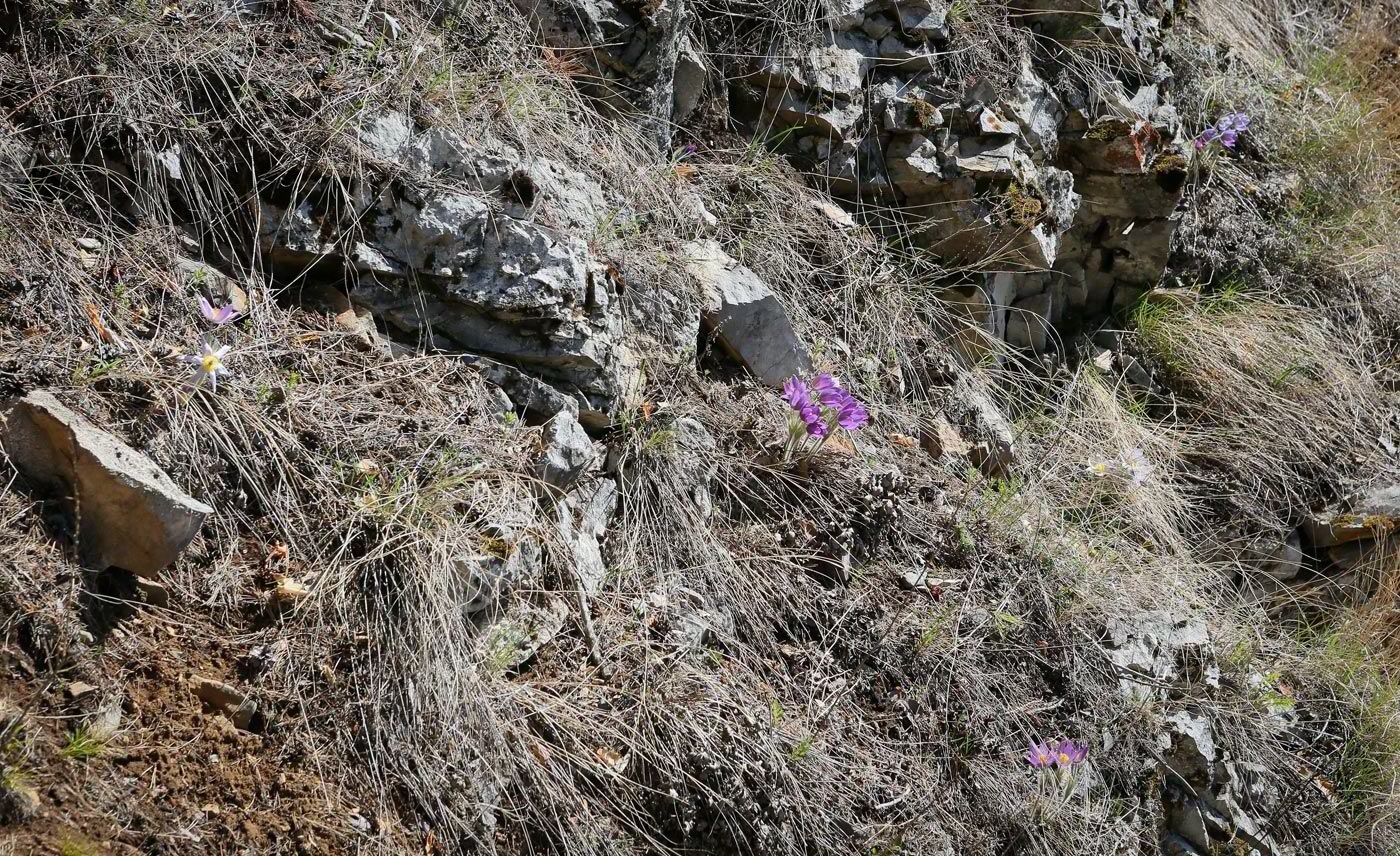 Камень Дужной и его окрестности, image of landscape/habitat.