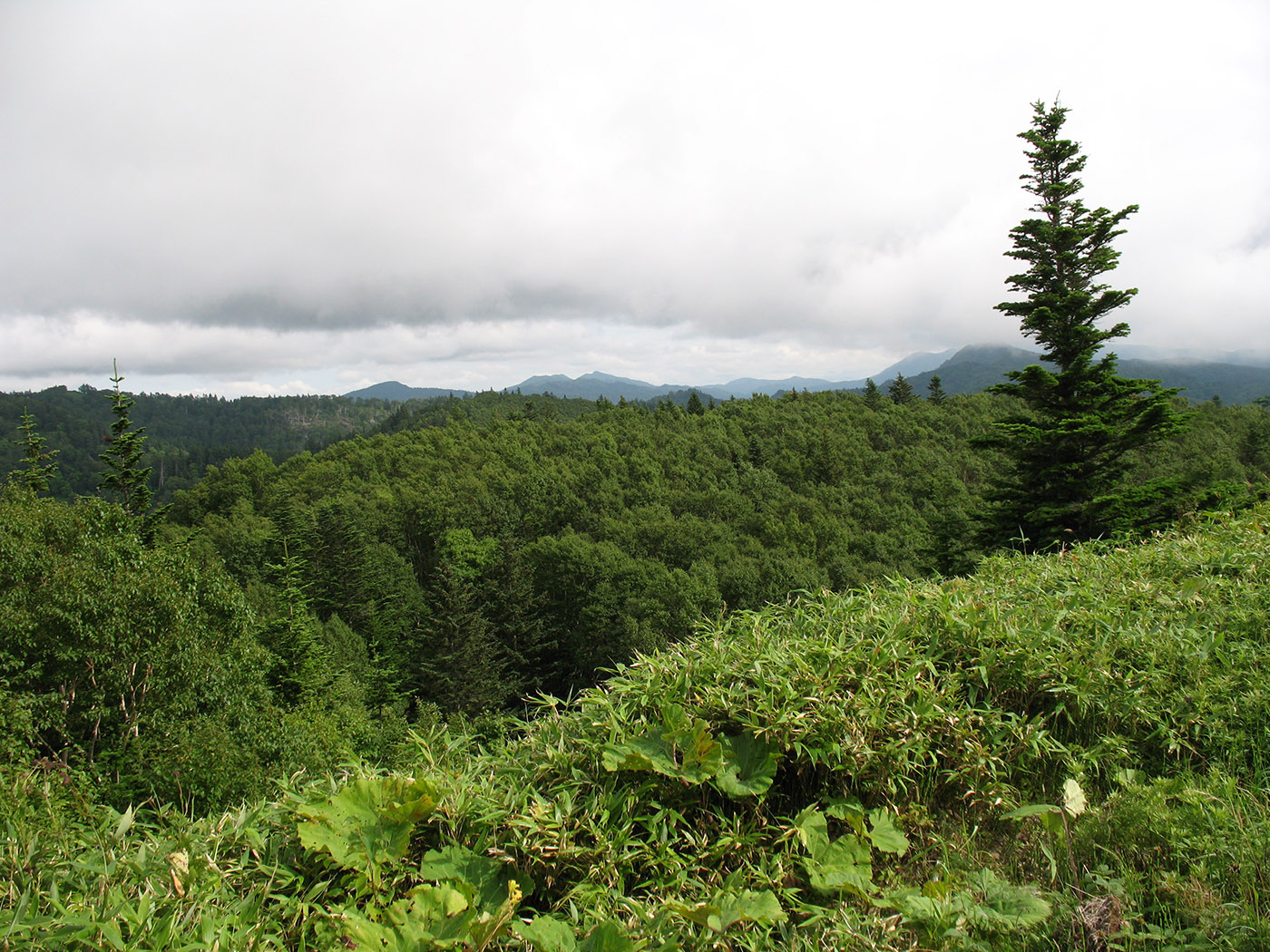 Калым, image of landscape/habitat.