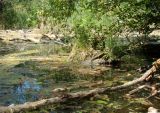 Берег Кубани в Усть-Лабинске, image of landscape/habitat.