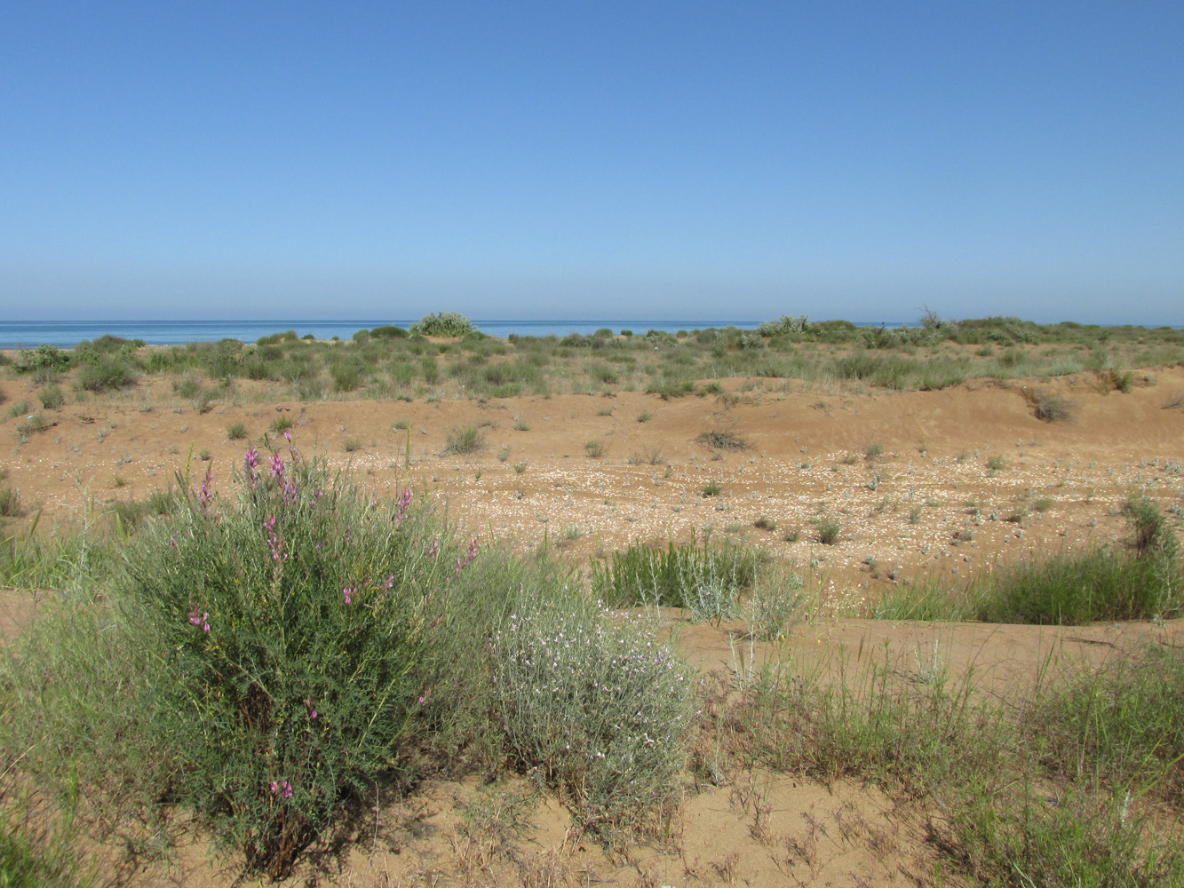 Берег моря у посёлка Мамедкала, image of landscape/habitat.