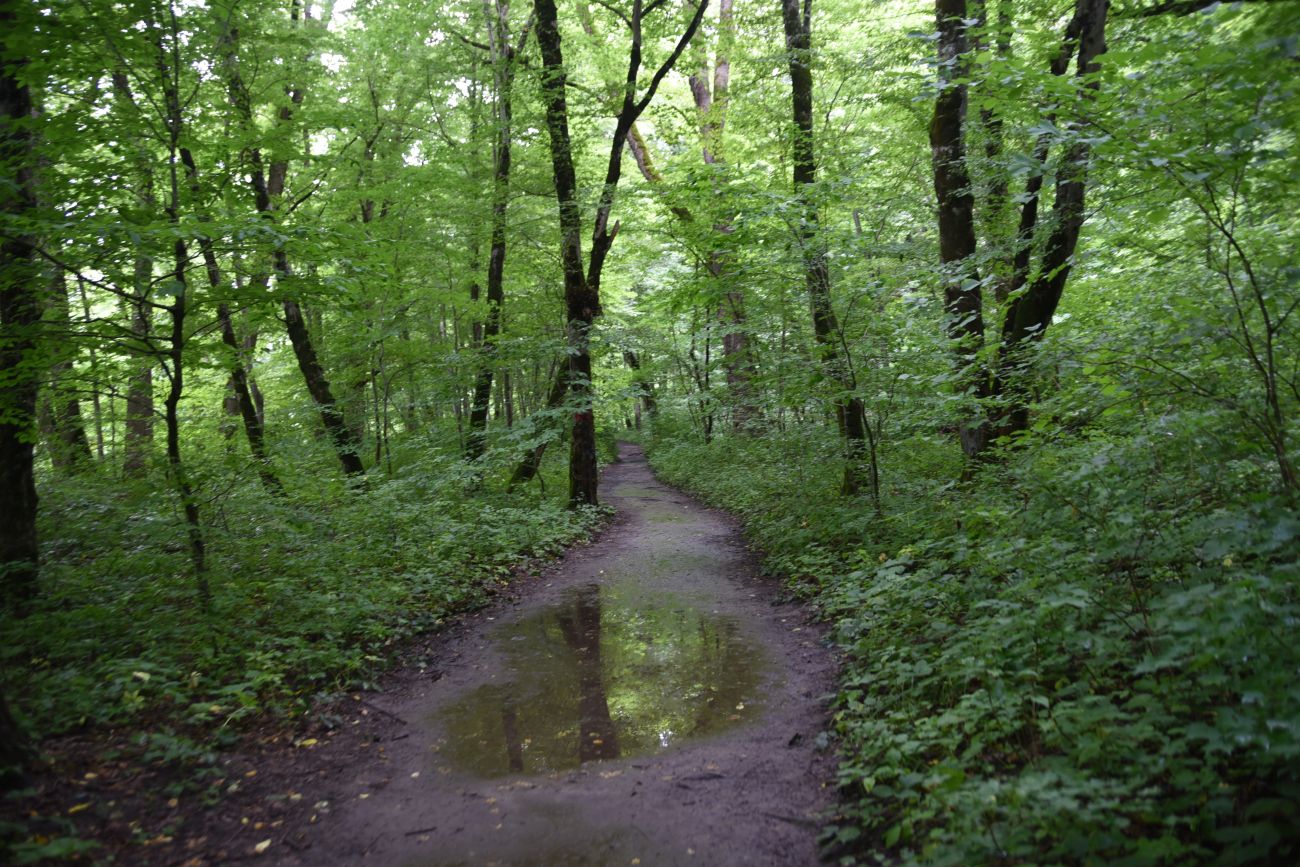 Долина Белой около Руфабго, image of landscape/habitat.