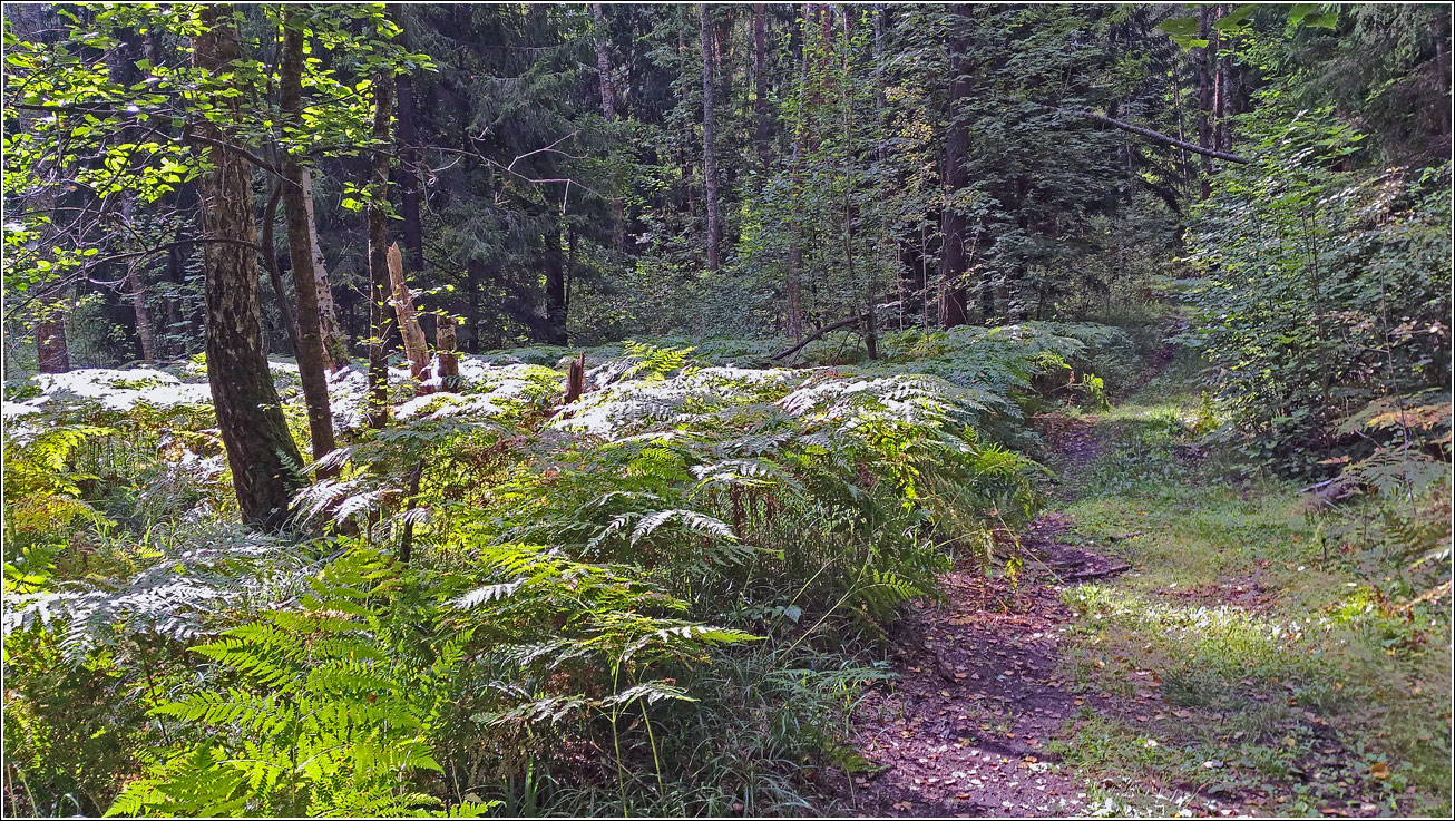 Окрестности Хрипани, image of landscape/habitat.