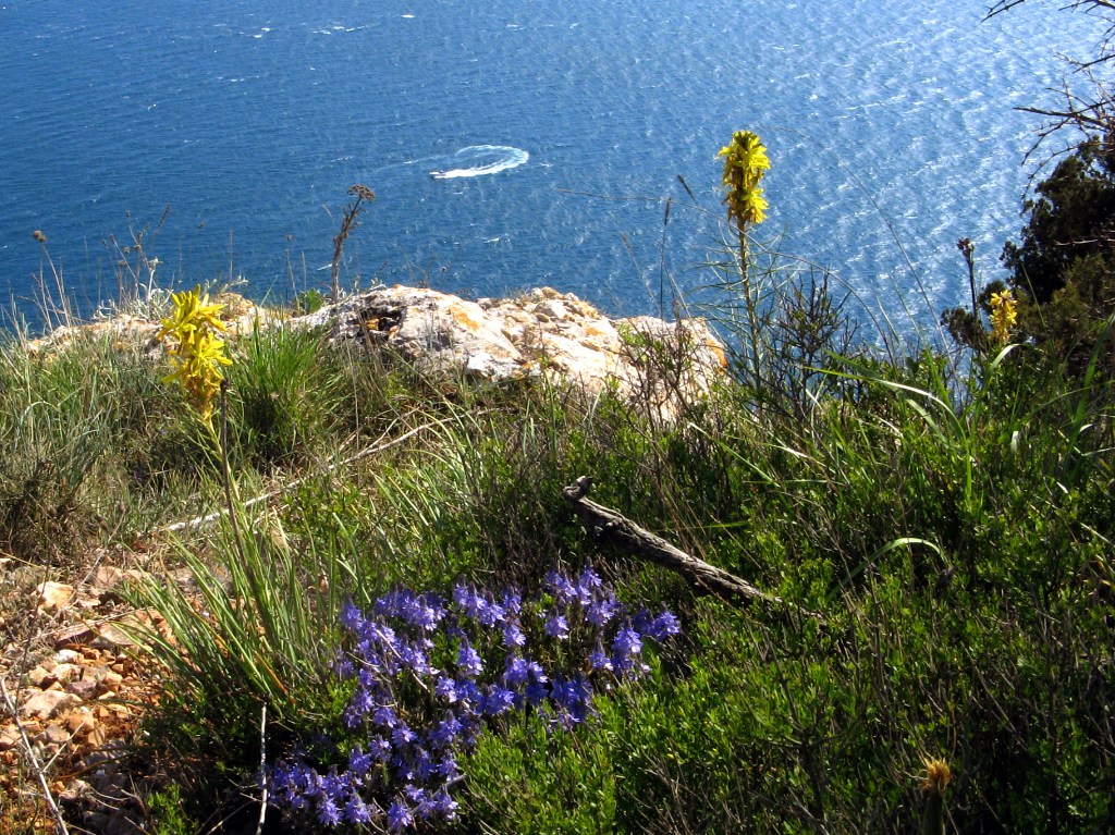 Мыс Айя, image of landscape/habitat.