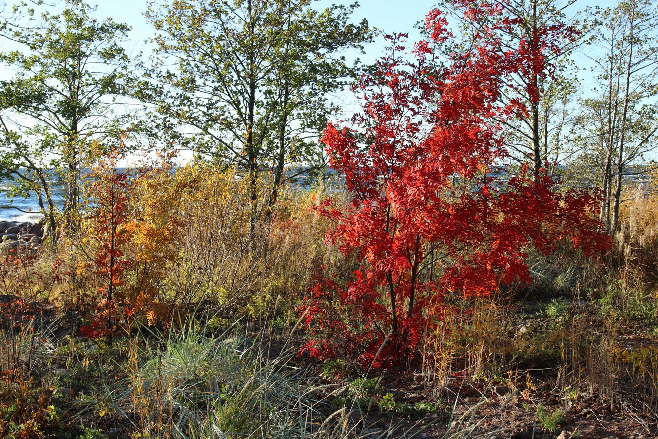 Каравалдай, image of landscape/habitat.