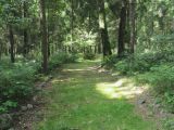 Ботаровский лес, image of landscape/habitat.