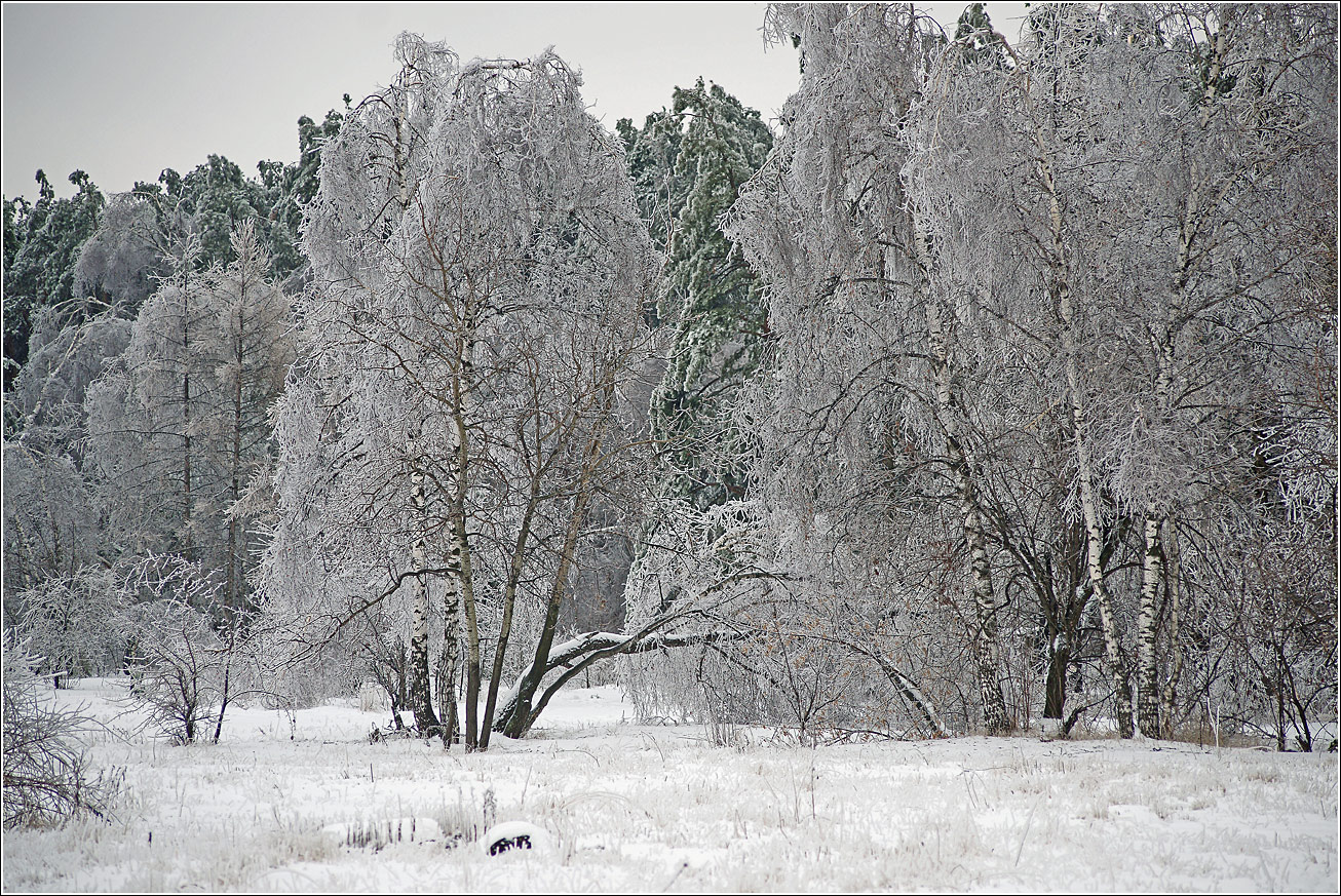 Жулебинский лес, image of landscape/habitat.