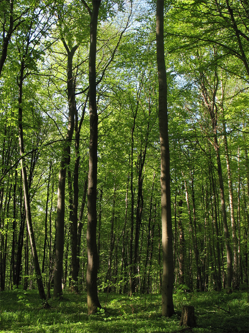 Винниковский лес, image of landscape/habitat.