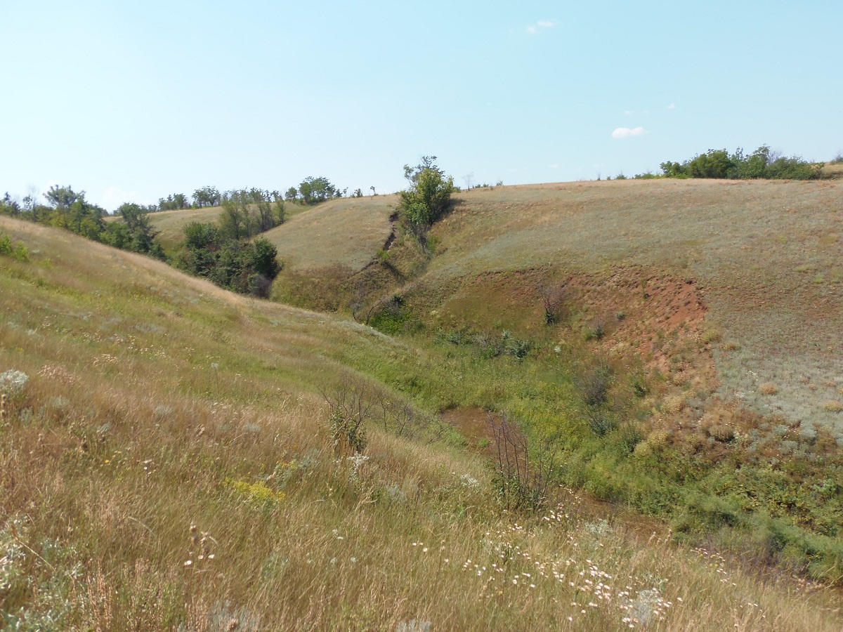 Дурная балка, image of landscape/habitat.