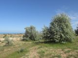 Image of landscape