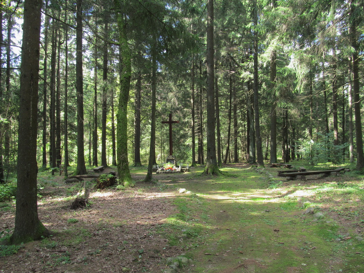 Ботаровский лес, image of landscape/habitat.
