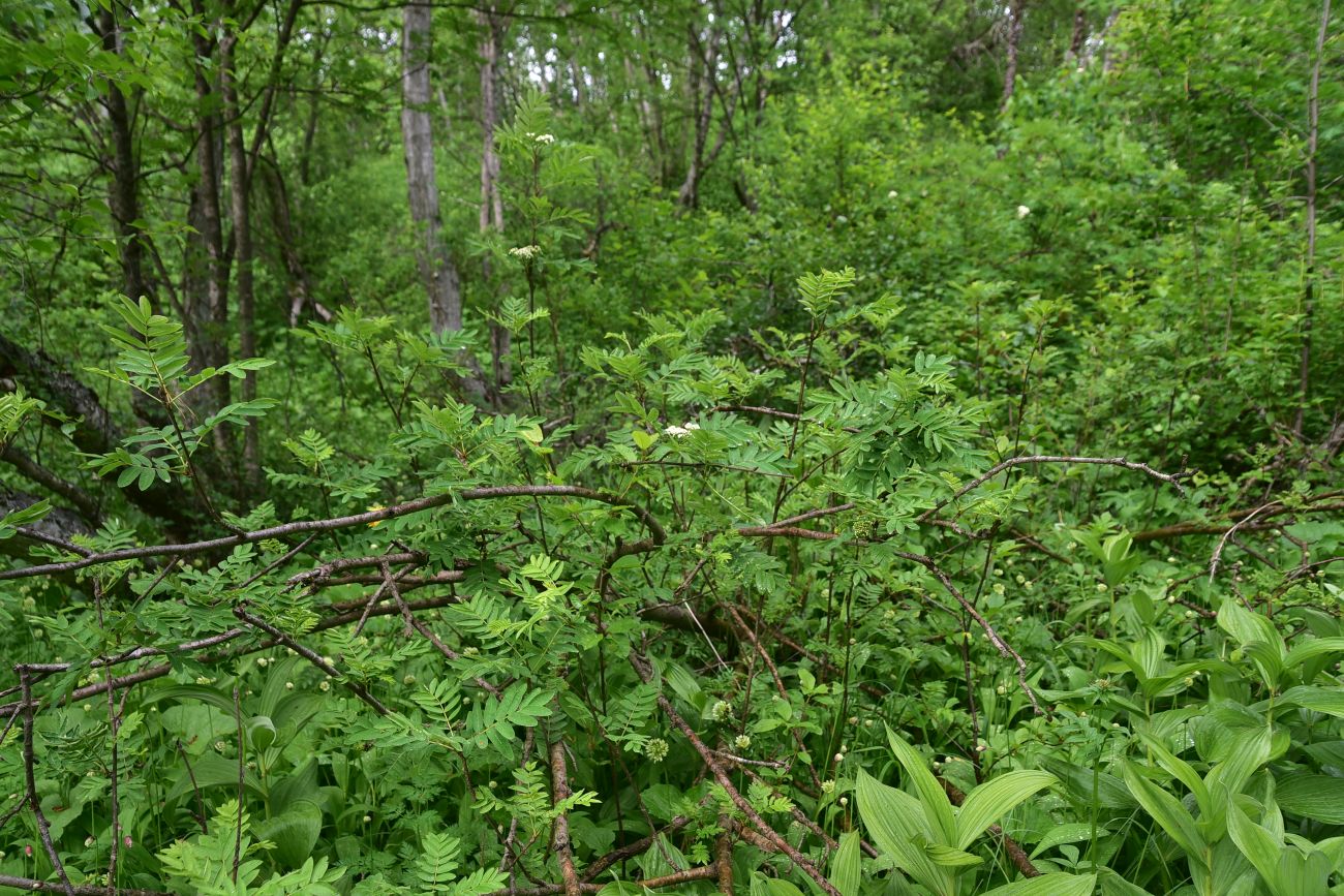 Долина реки Донгуз-Орун, image of landscape/habitat.