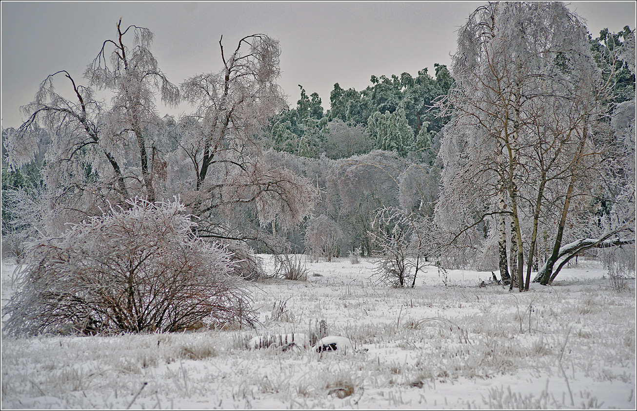 Жулебинский лес, image of landscape/habitat.