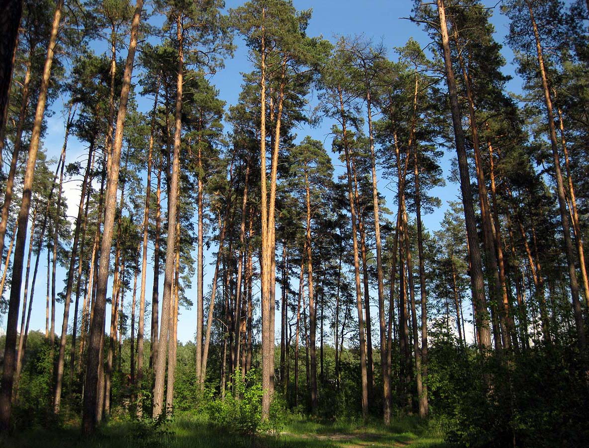 Лебедёвка, image of landscape/habitat.