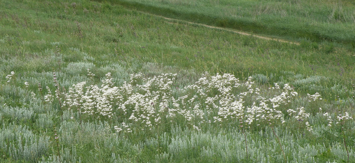 Кущёвский заказник, image of landscape/habitat.