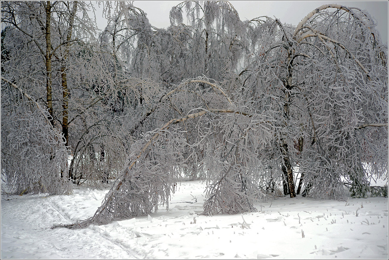 Жулебинский лес, image of landscape/habitat.