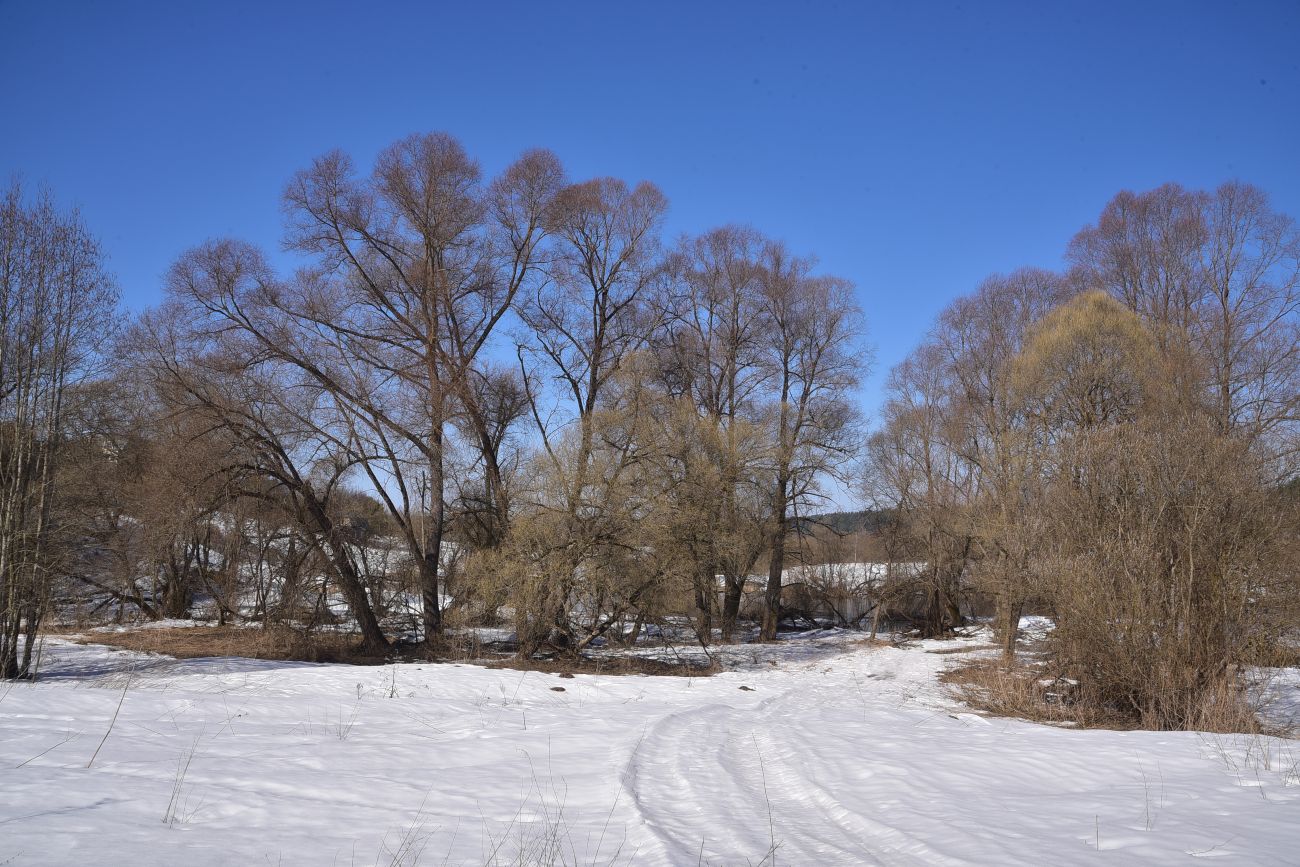 Устье ручья Чёлоховский, image of landscape/habitat.