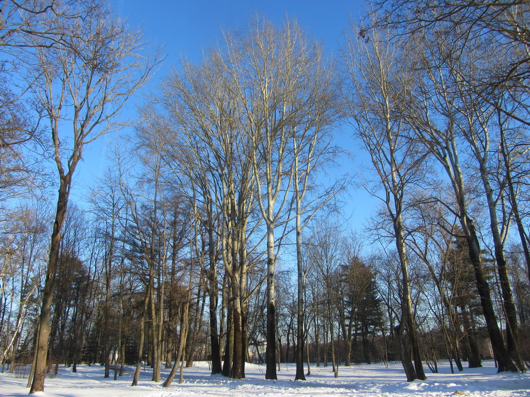 Лошицкий парк, image of landscape/habitat.