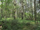 Image of landscape