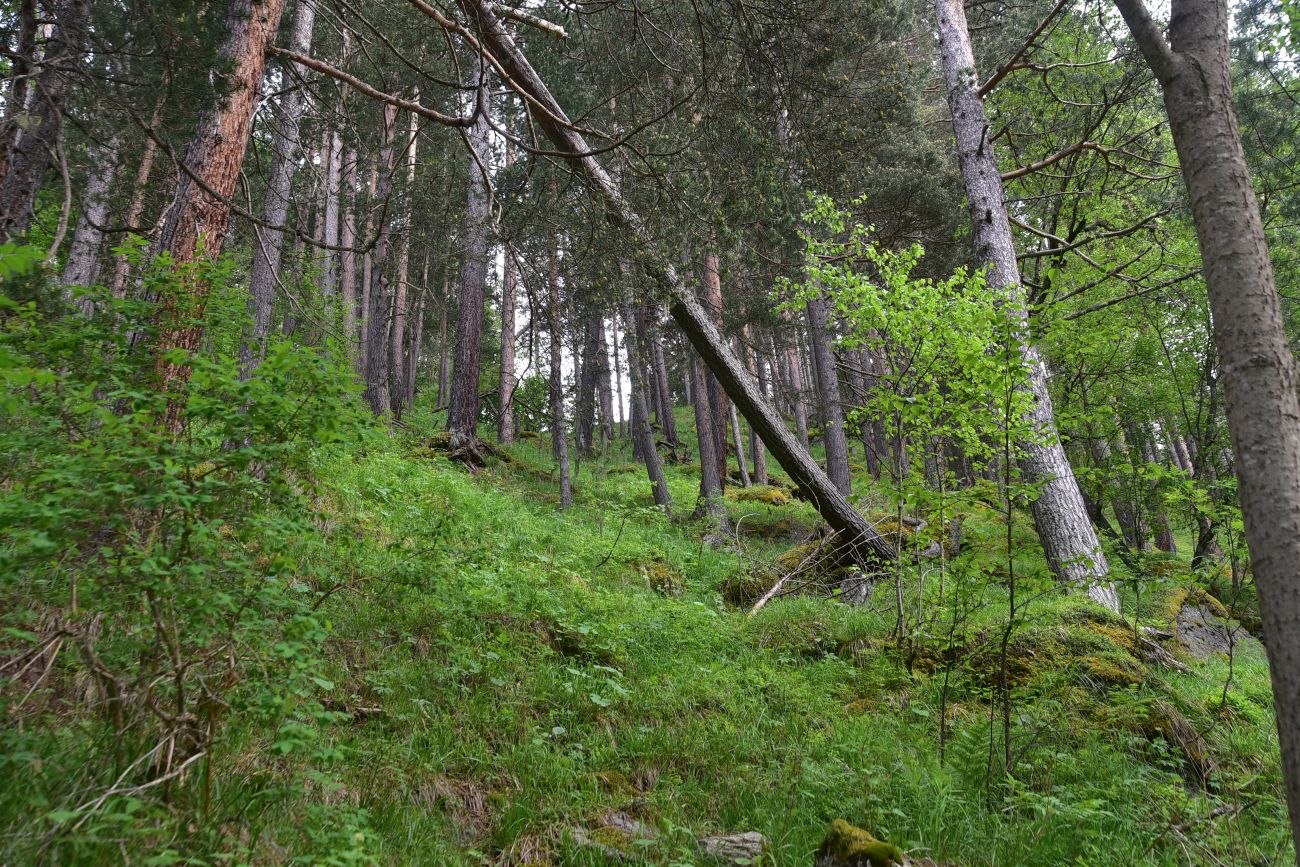Долина реки Донгуз-Орун, image of landscape/habitat.