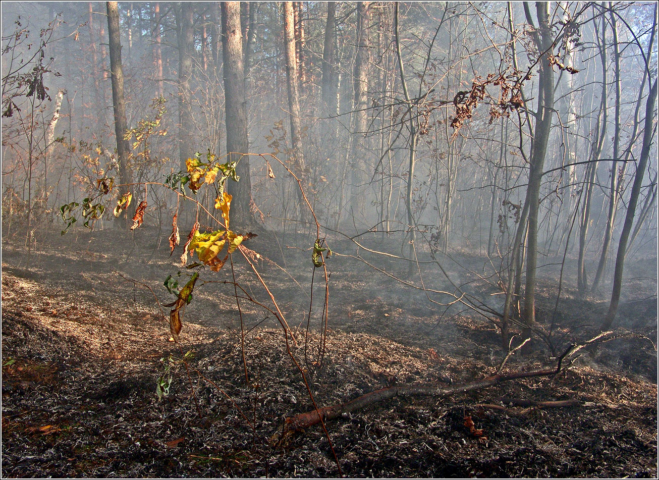 Окрестности Хрипани, image of landscape/habitat.
