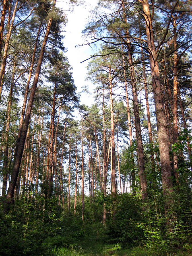 Лебедёвка, image of landscape/habitat.