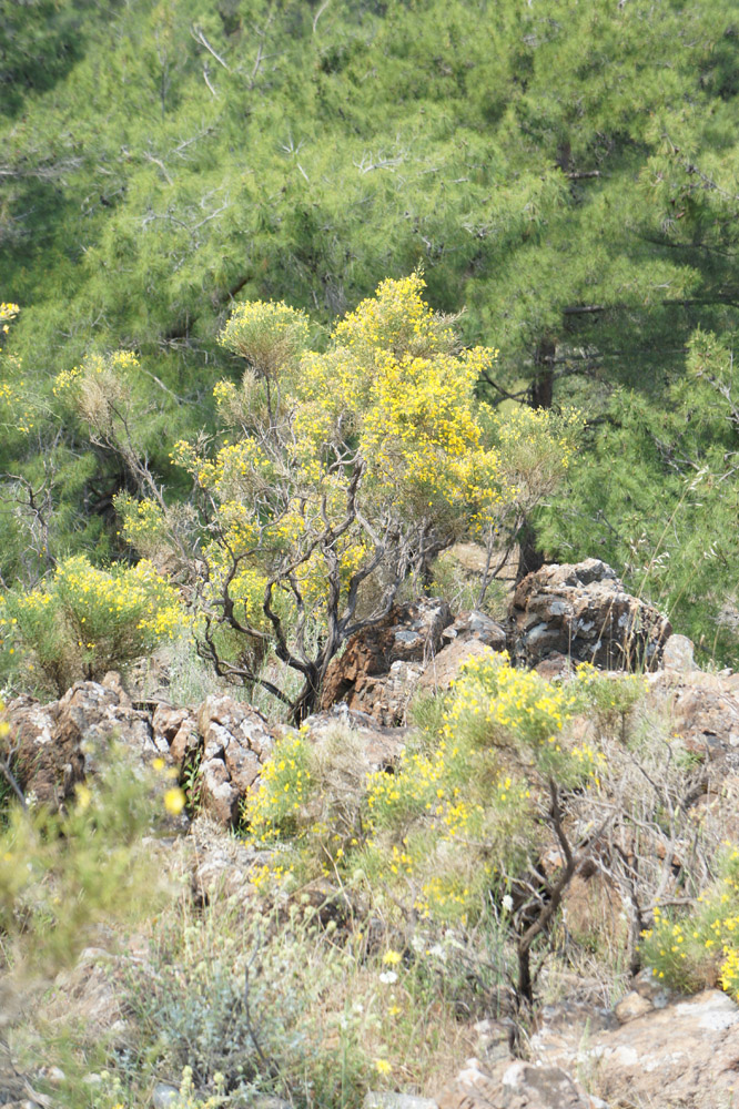 Кемер и окрестности, image of landscape/habitat.