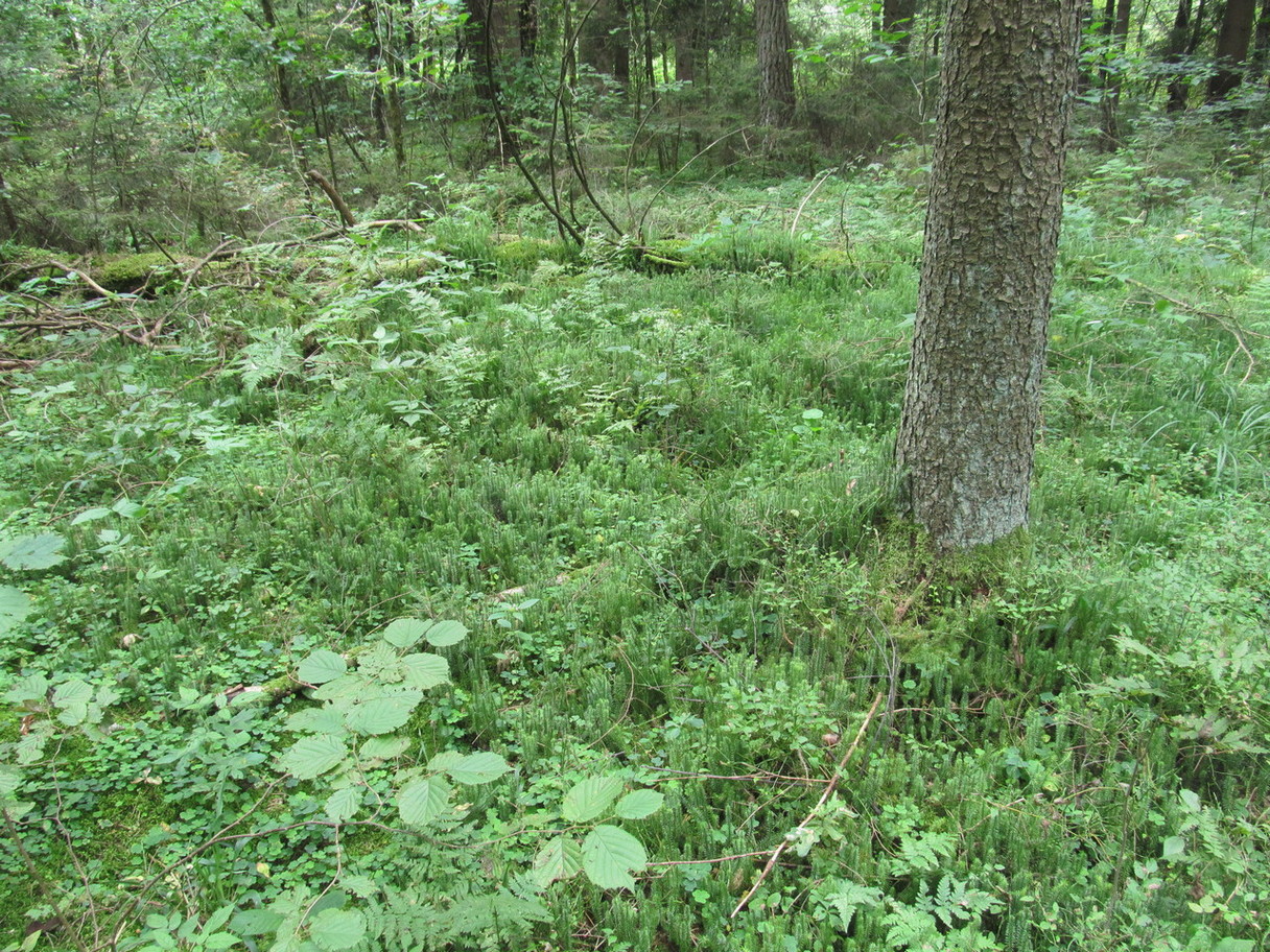 Ботаровский лес, image of landscape/habitat.