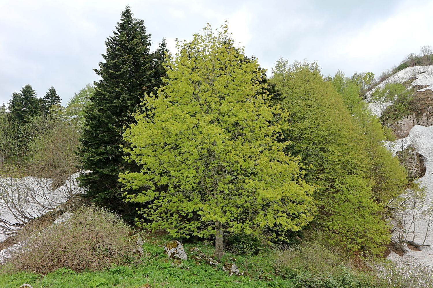 Черногор, image of landscape/habitat.