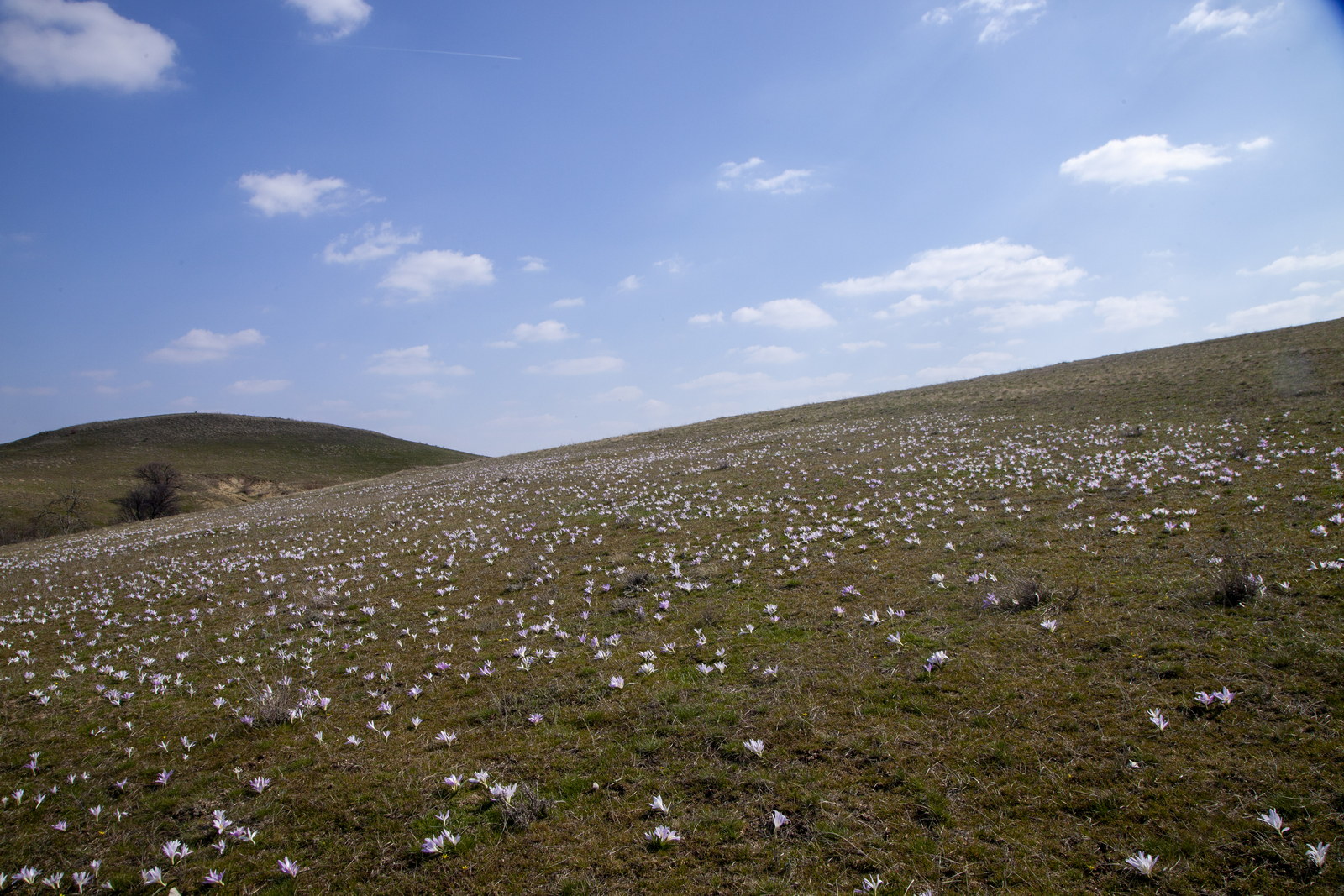 Балка Отрада, image of landscape/habitat.