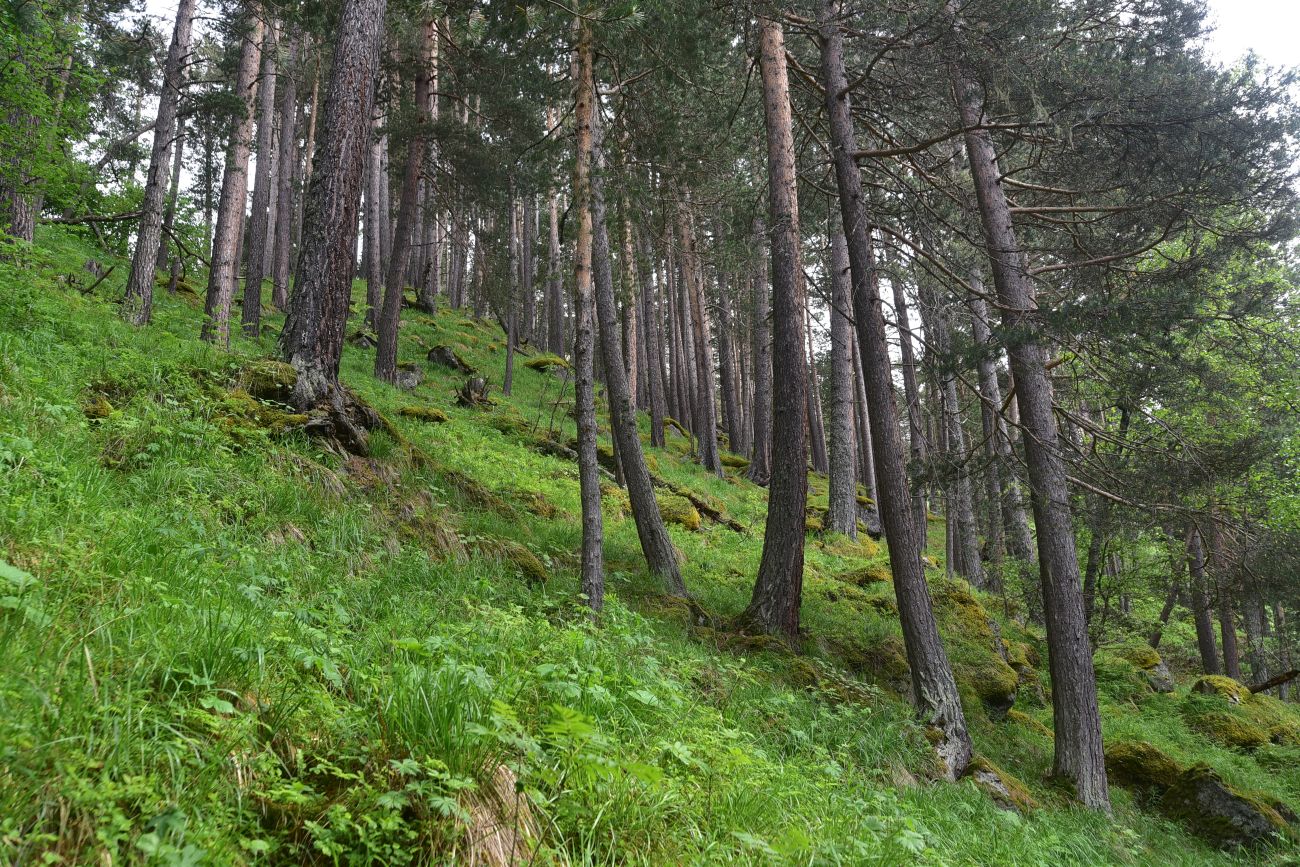 Долина реки Донгуз-Орун, image of landscape/habitat.