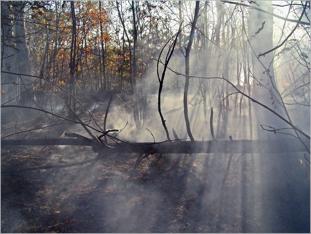 Окрестности Хрипани, image of landscape/habitat.