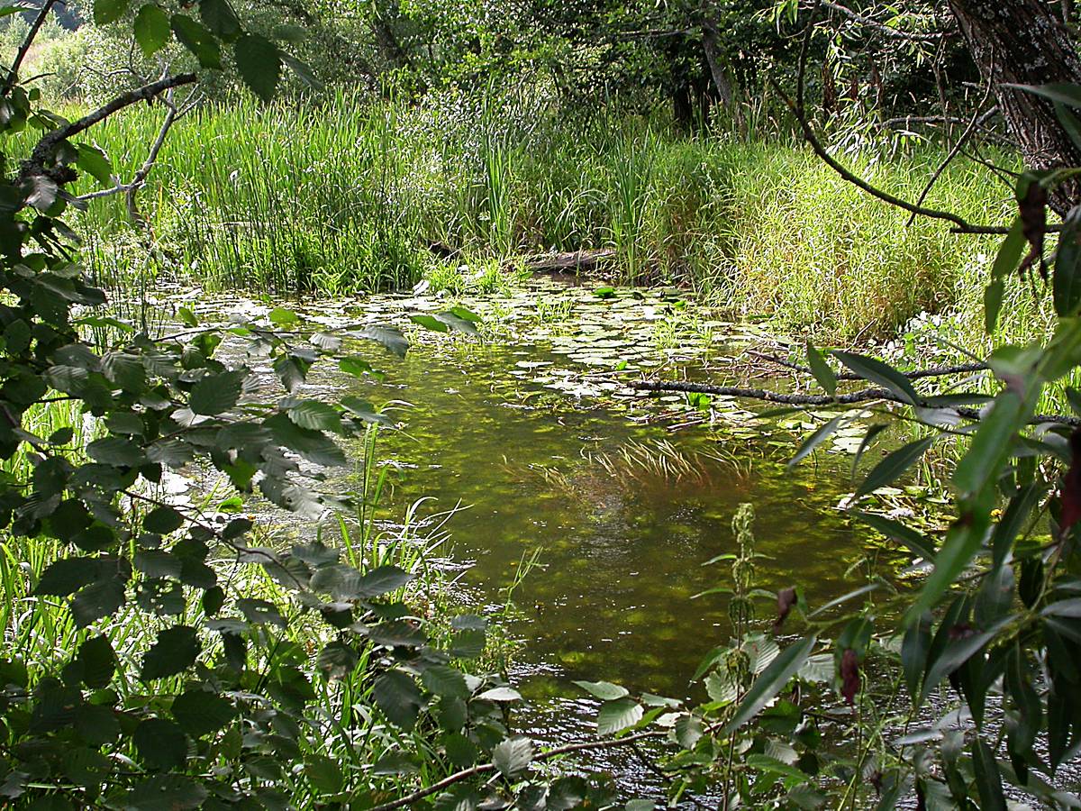 Осыно, image of landscape/habitat.