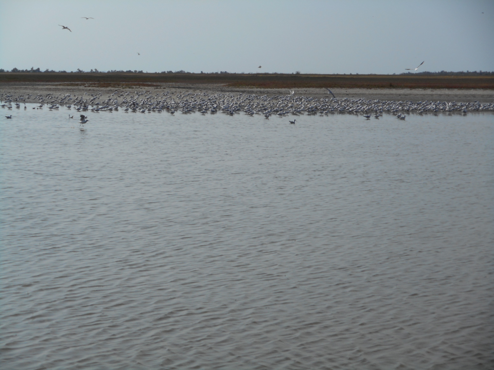 Кинбурнская коса, image of landscape/habitat.