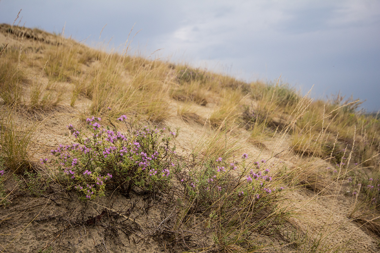 Раздорские склоны, image of landscape/habitat.