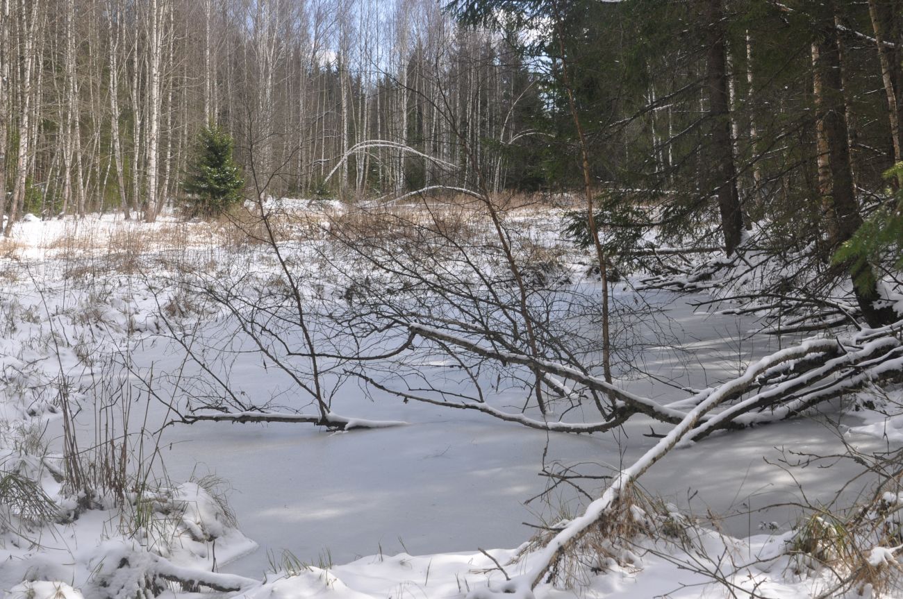 Лес близ Чёлоховского ручья, image of landscape/habitat.