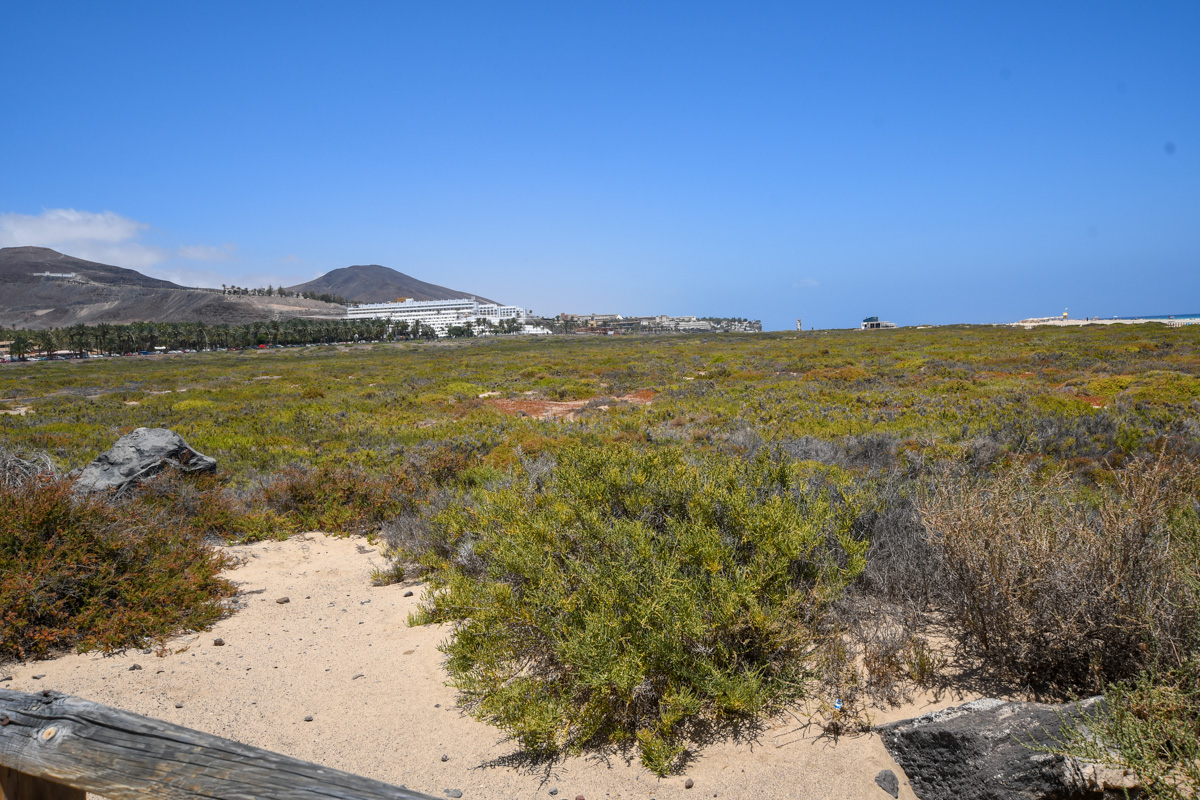 Saladar de Jandia, image of landscape/habitat.
