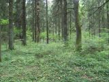 Image of landscape