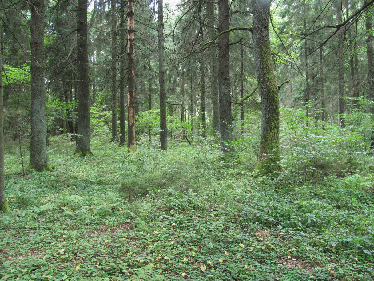 Ботаровский лес, image of landscape/habitat.