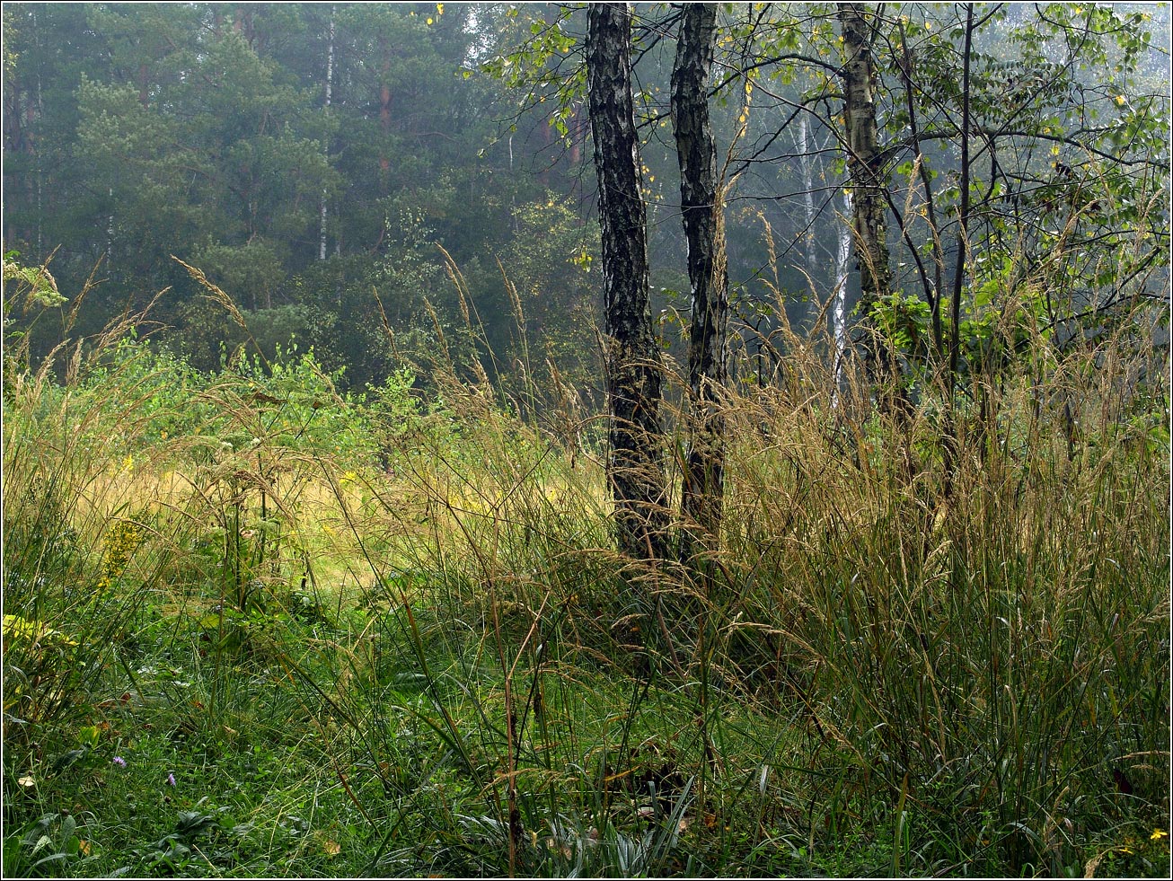 Окрестности Хрипани, image of landscape/habitat.