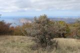 Биллер, image of landscape/habitat.