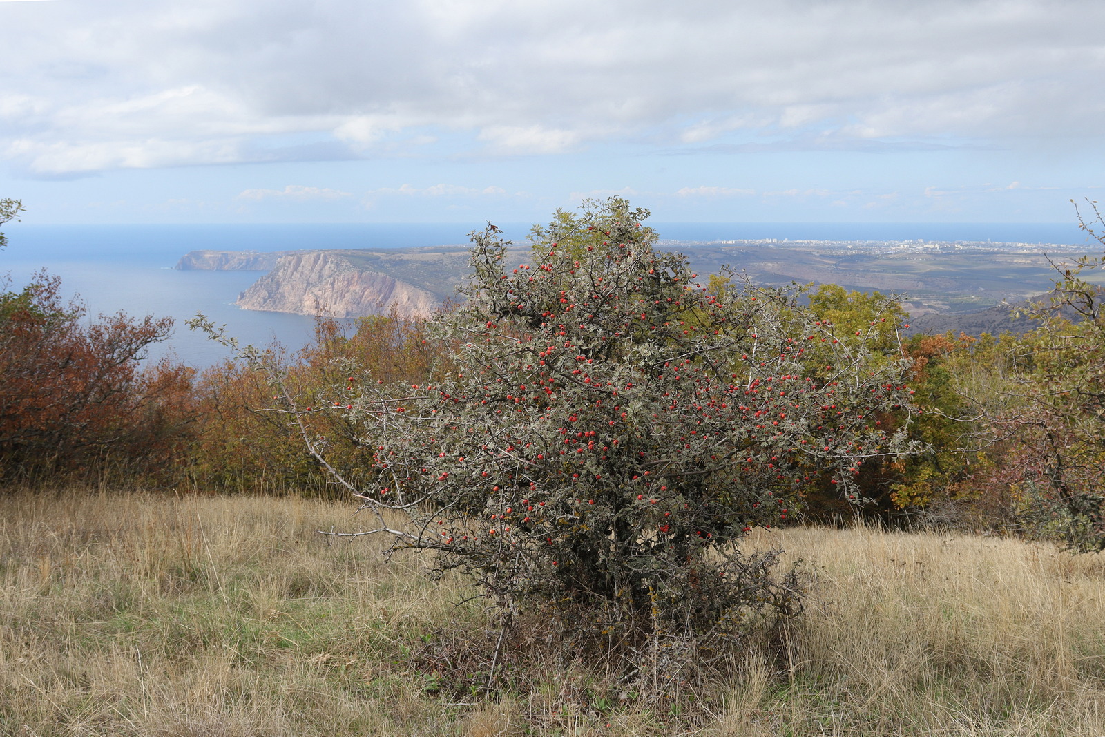 Биллер, image of landscape/habitat.