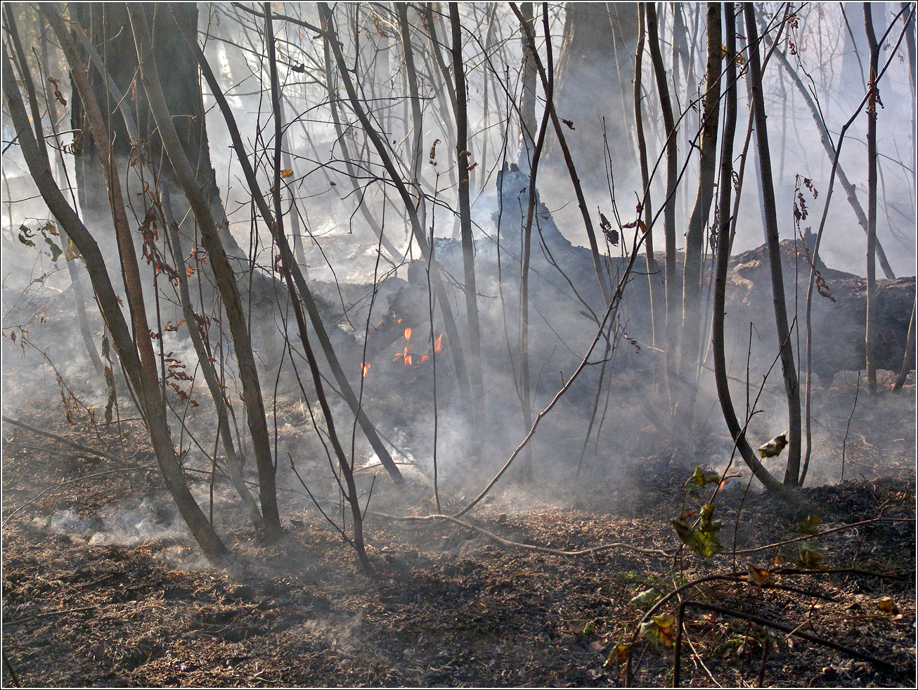 Окрестности Хрипани, image of landscape/habitat.