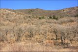 Мыс Мысхако и окрестности, image of landscape/habitat.