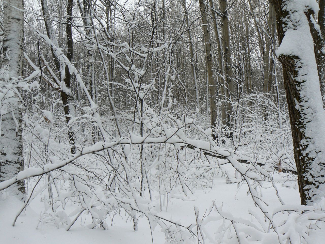 Хехцир, image of landscape/habitat.