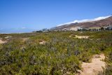 Saladar de Jandia, image of landscape/habitat.