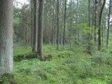 Ботаровский лес, image of landscape/habitat.