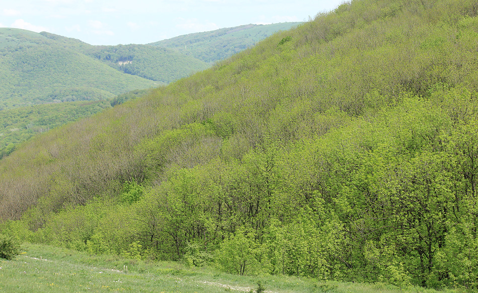 Гора Лысая-Новороссийская, image of landscape/habitat.