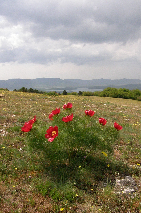 Байдарская долина, image of landscape/habitat.