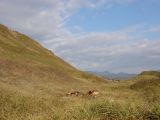 Сопка Длинная, image of landscape/habitat.